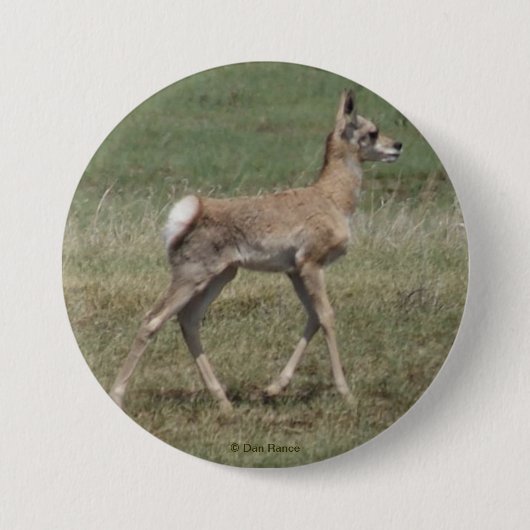 A42 Baby Pronghorn Antelope Button (Vorderseite)
