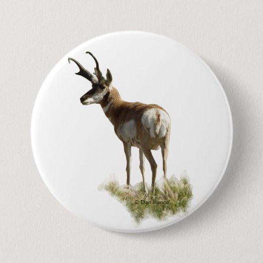 A43 Pronghorn Antelope Buck Button (Vorderseite)