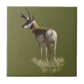 A43 Pronghorn Antelope Buck Fliese (Vorderseite)