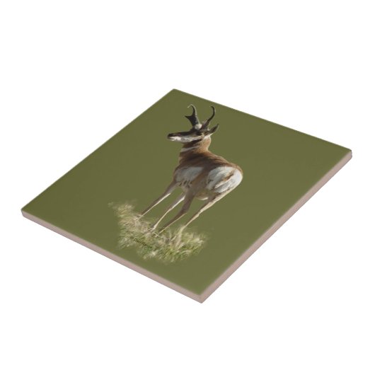 A43 Pronghorn Antelope Buck Fliese (Seite)