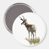 A43 Pronghorn Antelope Buck Magnet (Vorderseite/Rückseite)