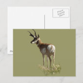 A43 Pronghorn Antelope Buck Postkarte (Vorne/Hinten)