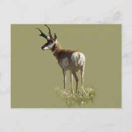 A43 Pronghorn Antelope Buck Postkarte