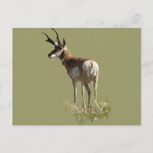 A43 Pronghorn Antelope Buck Postkarte (Vorderseite)