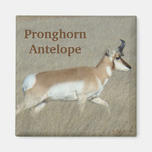 A44 Gabelbockbock Magnet