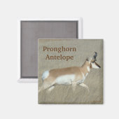 A44 Pronghorn Antelope Buck Magnet (Vorderseite/Rückseite)