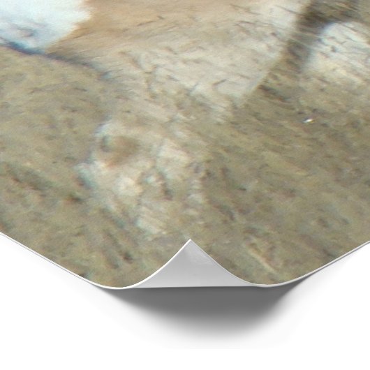 A44 Pronghorn Antelope Buck Poster (Ecke)