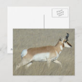A44 Pronghorn Antelope Buck Postkarte (Vorne/Hinten)