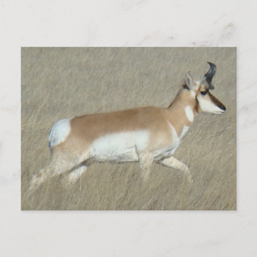 A44 Pronghorn Antelope Buck Postkarte (Vorderseite)