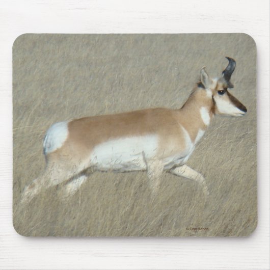 A44 Pronghorn Antilope Young Buck Mousepad (Vorne)