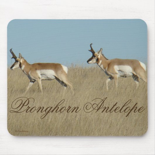 A45 Gabelbock Jungböcke Mousepad (Vorne)