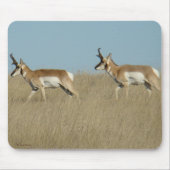 A45 Pronghorn Antelope Bucks Mousepad (Vorne)