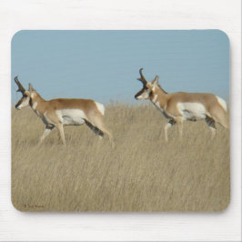 A45 Pronghorn Antelope Bucks Mousepad