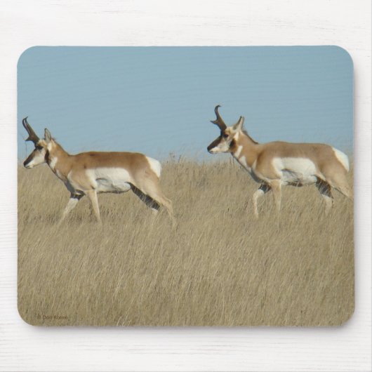 A45 Pronghorn Antelope Bucks Mousepad (Vorne)