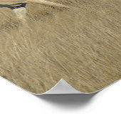 A45 Pronghorn Antelope Bucks Poster (Ecke)