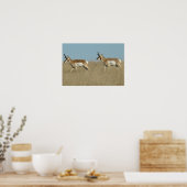 A45 Pronghorn Antelope Bucks Poster (Küche)