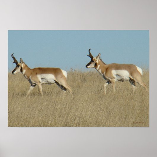 A45 Pronghorn Antelope Bucks Poster (Vorne)