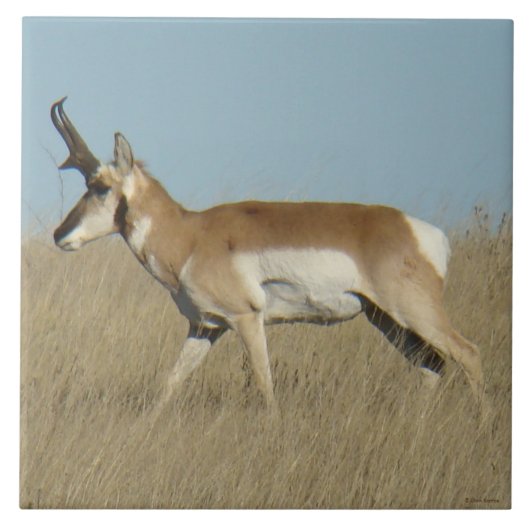 A45a Pronghorn Antelope Buck Fliese (Vorderseite)