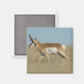 A45a Pronghorn Antelope Buck Magnet (Vorderseite/Rückseite)