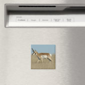 A45a Pronghorn Antelope Buck Magnet (In Situ (Geschirrspüler))