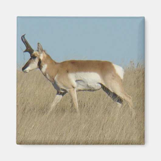 A45a Pronghorn Antelope Buck Magnet (Vorne)