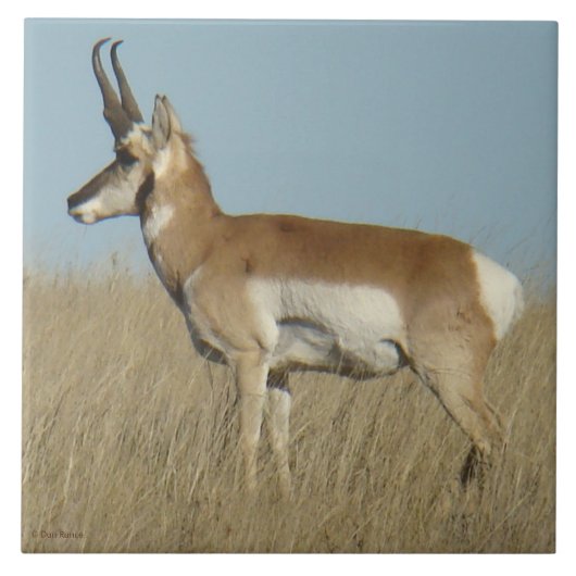 A46 Pronghorn Antelope Fliese (Vorderseite)