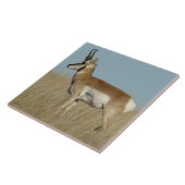 A46 Pronghorn Antelope Fliese (Seite)
