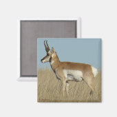 A46 Pronghorn Antelope Magnet (Vorderseite/Rückseite)