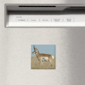 A46 Pronghorn Antelope Magnet (In Situ (Geschirrspüler))