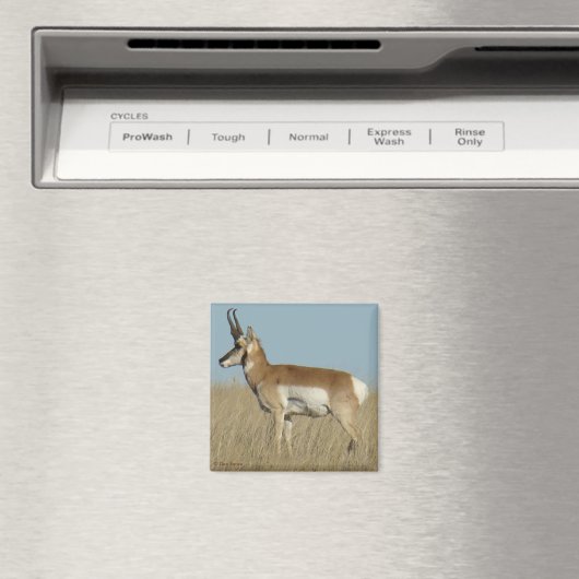 A46 Pronghorn Antelope Magnet (In Situ (Geschirrspüler))