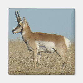 A46 Pronghorn Antelope Magnet