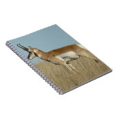 A46 Pronghorn Antelope Notizblock (Rechte Seite)