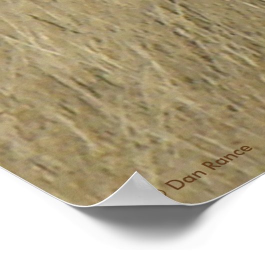 A46 Pronghorn Antelope Poster (Ecke)