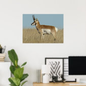 A46 Pronghorn Antelope Poster (Heimbüro)