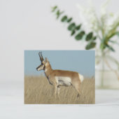 A46 Pronghorn Antelope Postkarte (Stehend Vorderseite)