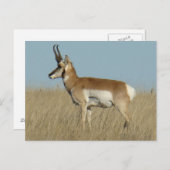 A46 Pronghorn Antelope Postkarte (Vorne/Hinten)