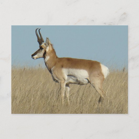 A46 Pronghorn Antelope Postkarte (Vorderseite)