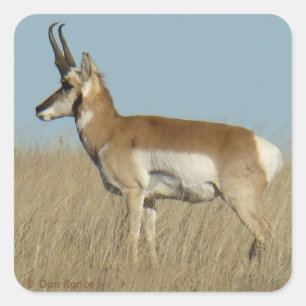 A46 Pronghorn Antelope Quadratischer Aufkleber