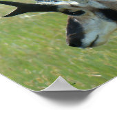 A47 Gabelbock Großer Bock Kopf Profil Poster (Ecke)