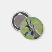 A47 Pronghorn Antelope Big Buck Head Profil Magnet (Vorderseite/Rückseite)