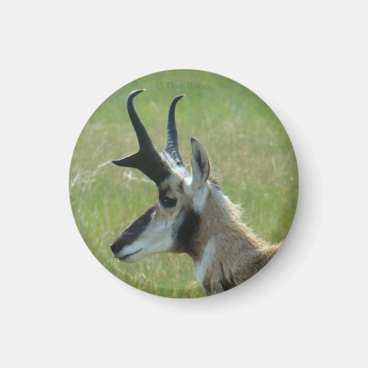 A47 Pronghorn Antelope Big Buck Head Profil Magnet (Vorne)