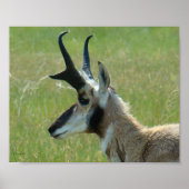 A47 Pronghorn Antelope Big Buck Head Profil Poster (Vorne)