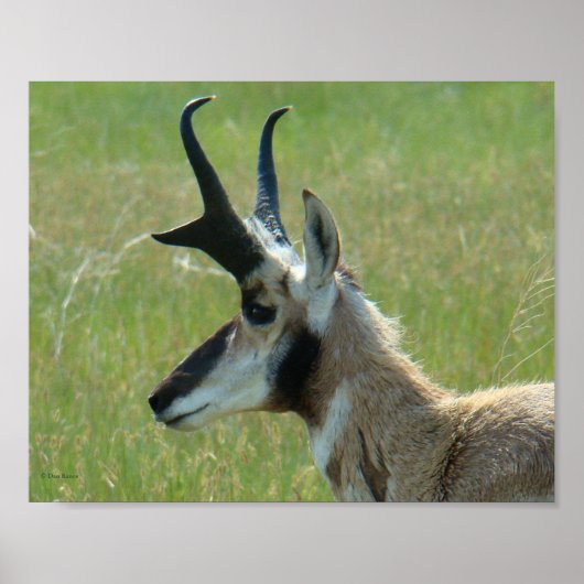 A47 Pronghorn Antelope Big Buck Head Profil Poster (Vorne)