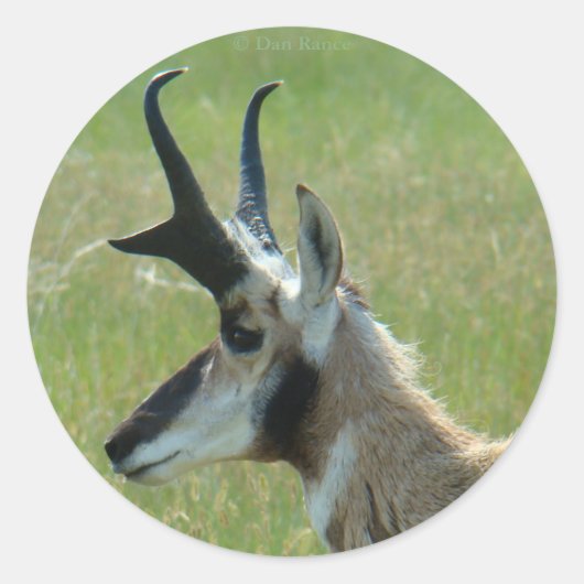 A47 Pronghorn Antelope Big Buck Head Profil Runder Aufkleber (Vorderseite)