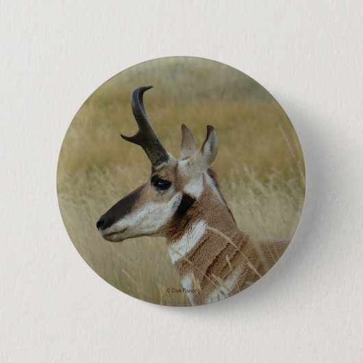 A4 Pronghorn Antelope Button (Vorderseite)