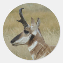 A4 Pronghorn Antelope Head Shot Profile