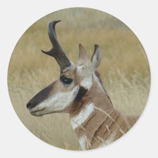 A4 Pronghorn Antelope Head Shot Profile Runder Aufkleber (Vorderseite)