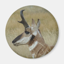 A4 Pronghorn Antelope Young Buck Head Shock Profil