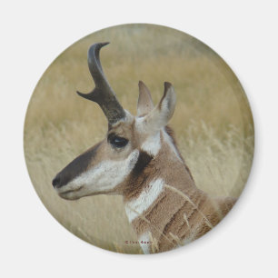 A4 Pronghorn Antelope Young Buck Head Shock Profil Magnet