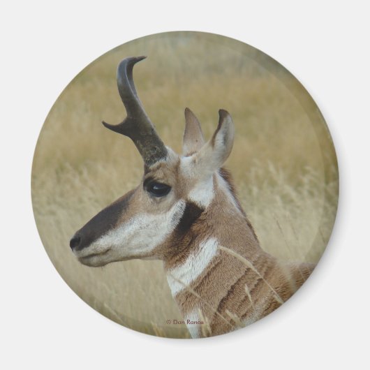 A4 Pronghorn Antelope Young Buck Head Shock Profil Magnet (Vorne)